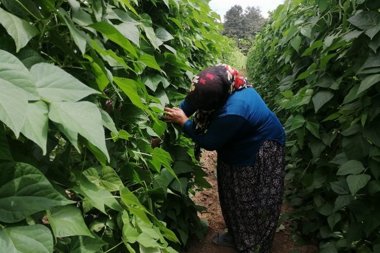 Bilecik’te ‘Pazaryeri Boncuk Fasulyesi’nde buruk hasat