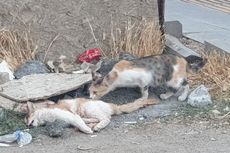 Mardin’de kedinin eşine vefalı vedası