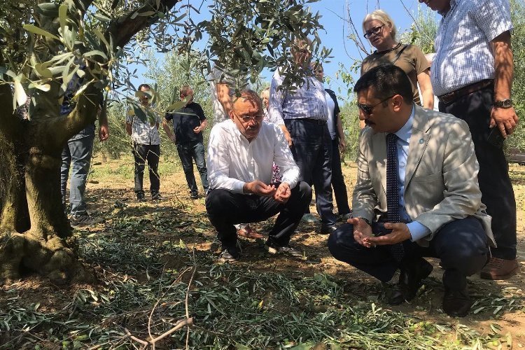 Bursalı çiftçinin ziyanı büyük