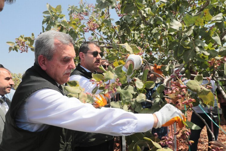 Şanlıurfa fıstıkta argümanlı