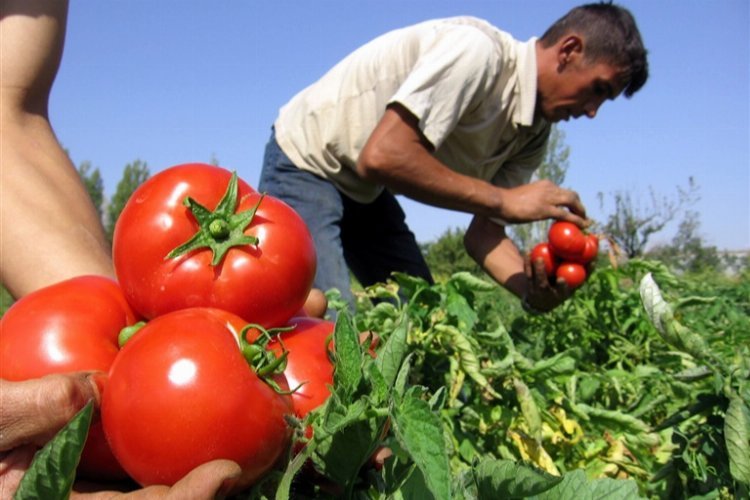 Domates ihracatı müsaadeye bağlandı