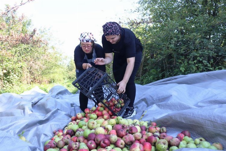 Düzce’de ‘kusursuz’ hasat