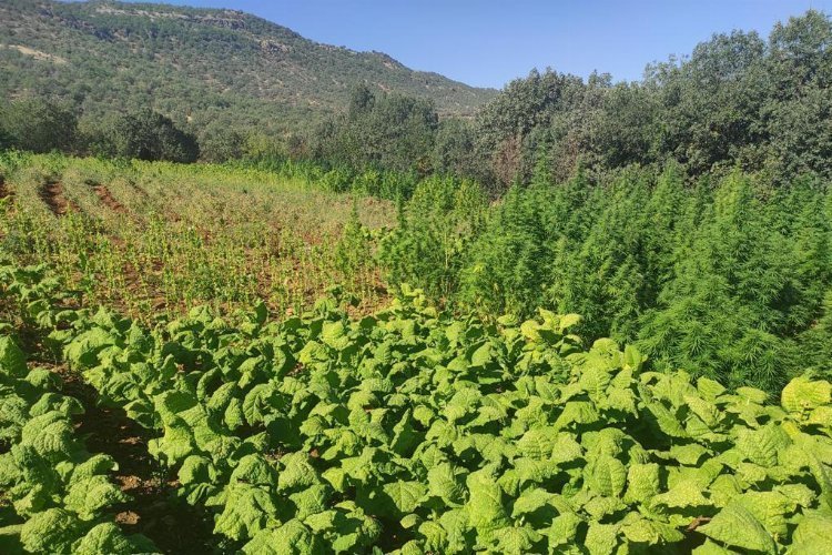 PKK’ya ikili darbe: 1,5 milyon kenevirle cephane ele geçirildi